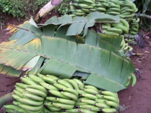 Bananas Kilimanjaro